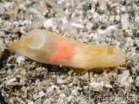 Gymnodoris sp. A