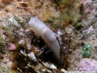 Gymnodoris sp. B