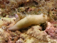 Gymnodoris sp. C