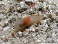 Gymnodoris sp. D