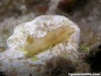 Gymnodoris sp. E