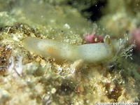 Gymnodoris sp. F