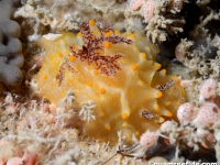 Halgerda malesso