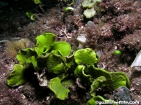 Halimeda cuneata