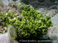 Halimeda opuntia