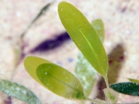 Halophila minor 1