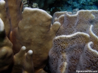 Heliopora coerulea