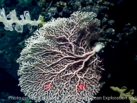 Hemicorallium cf. laauense