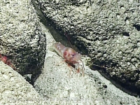 Heterocarpus ensifer