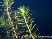 Hydrilla sp.