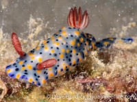 Hypselodoris cf. infucata