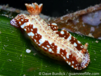 Hypselodoris decorata