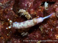 Hypselodoris maculosa