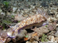 Hypselodoris tryoni