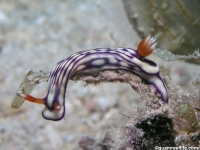 Hypselodoris whitei