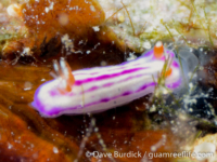 Hypselodoris whitei (juv.)