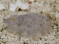 Jorunna cf. ramicola
