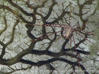 Latreillia metanesa