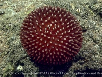 Liponema sp. B