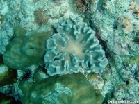 Lobophytum sp. A