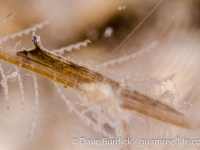 Lomanotus cf. sp. 5 NSSIP 2nd ed