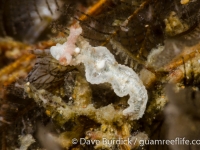 Lomanotus sp. 1 NSSIP 2nd ed