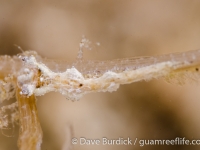 Lomanotus vermiformis