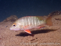 Lutjanus argentimaculatus (juvenile)