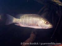 Lutjanus argentimaculatus (sub-adult)