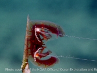 Lyrocteis sp. B