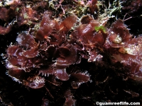 Melanamansia glomerata