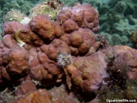 Millepora cf. tuberosa