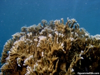 Millepora dichotoma