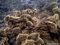 Millepora platyphylla