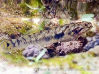 Mugiligobius sp.