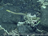 Myroconger gracilis