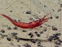 Nematocarcinus cf. longirostris