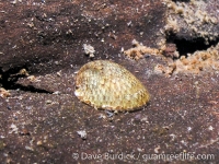 Neritina auriculata (aperture)