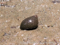 Neritina turrita