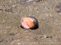 Neritina turrita (aperture)