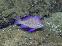 Odontanthias sp. nov.