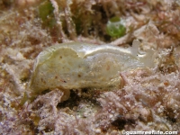 Petalifera lafonti