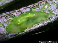 Phyllaplysia sp. A