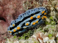 Phyllidia coelestis