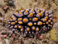 Phyllidia elegans