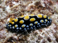 Phyllidia guamensis