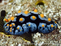 Phyllidia picta (Philippines)