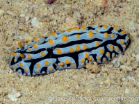 Phyllidia varicosa (Philippines)