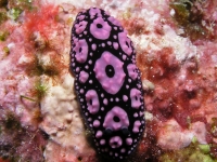 Phyllidiella annulata