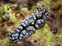 Phyllidiella granulata